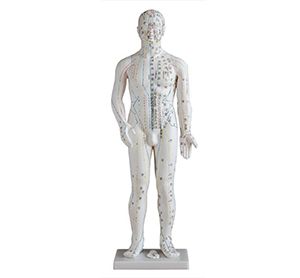 Is the standard acupuncture model suitable for clinicians?